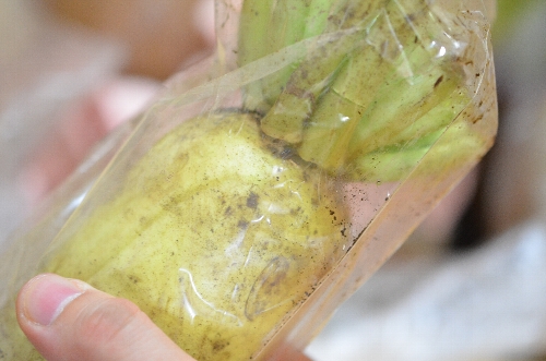 宅配野菜のだいこん