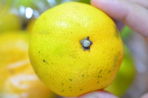 みかん