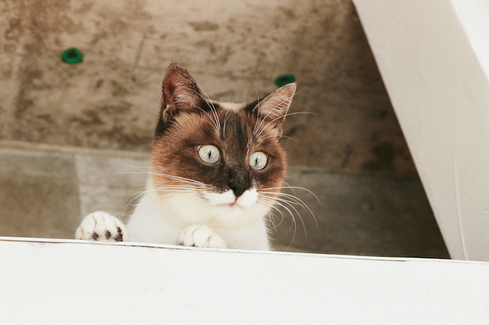 屋根の上の猫