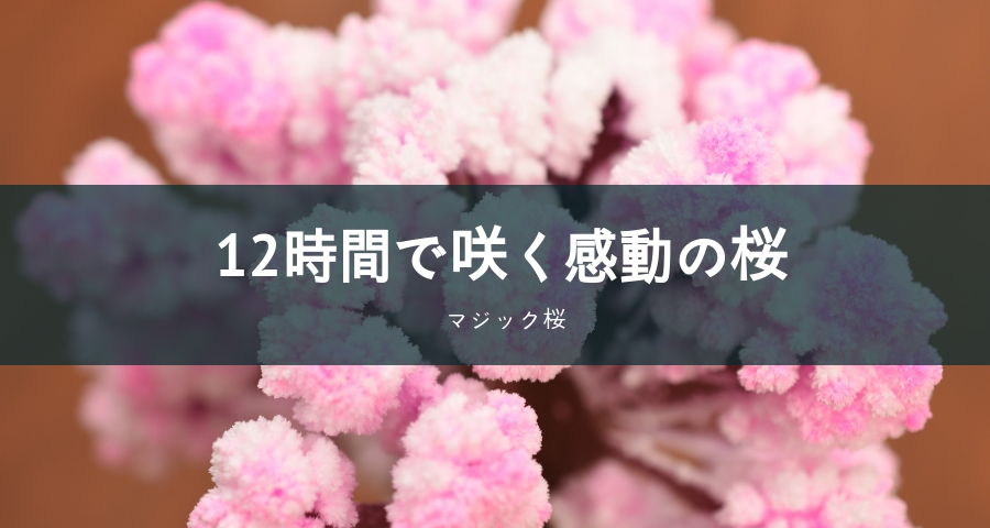 12時間で咲く感動の桜「マジック桜」